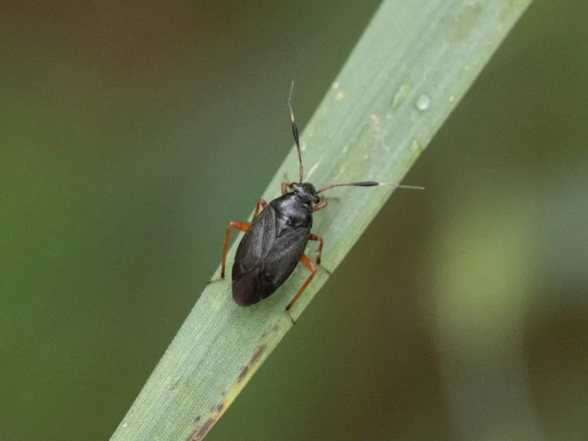 Black grass bug