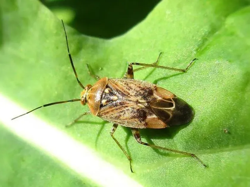 Apple capsid bug