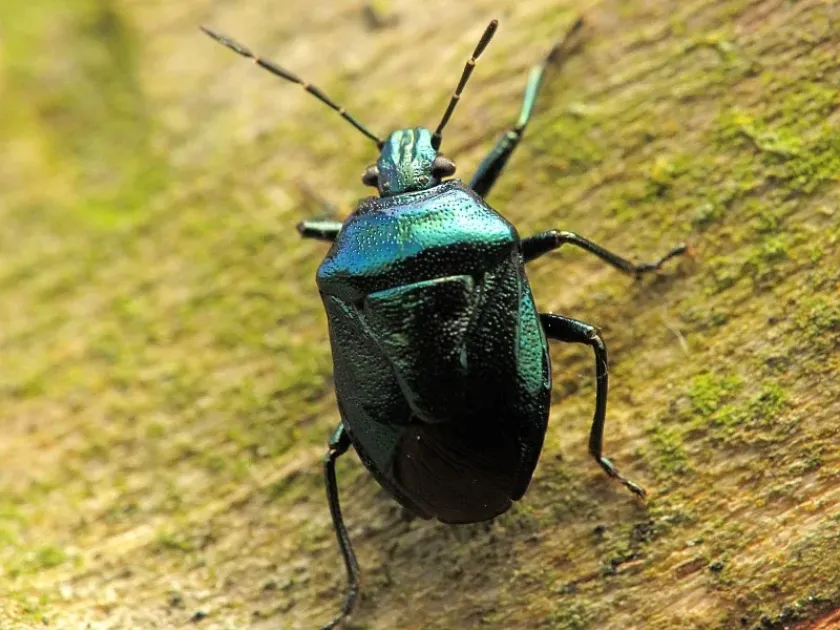 Blue shieldbug
