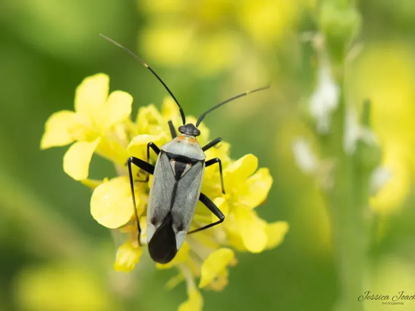 Calocoris nemoralis