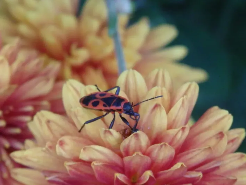 Firebug