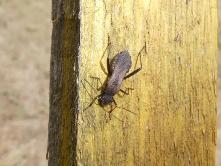 Alydus calcaratus