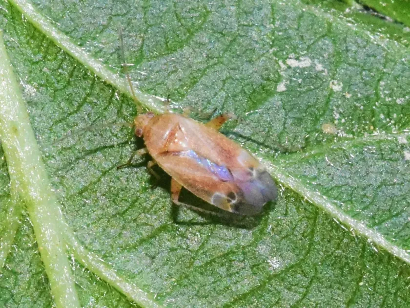 Клоп-сліпняк Psallus varians