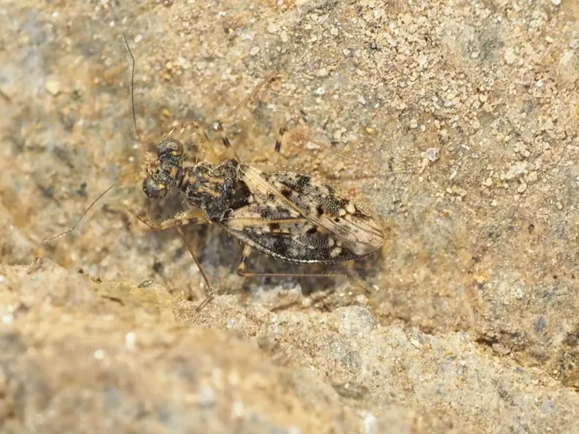 Marbled leptopus