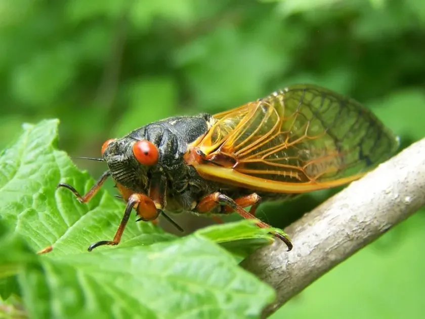 Cicada
