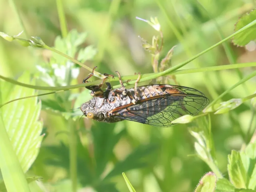 Mountain Cicada