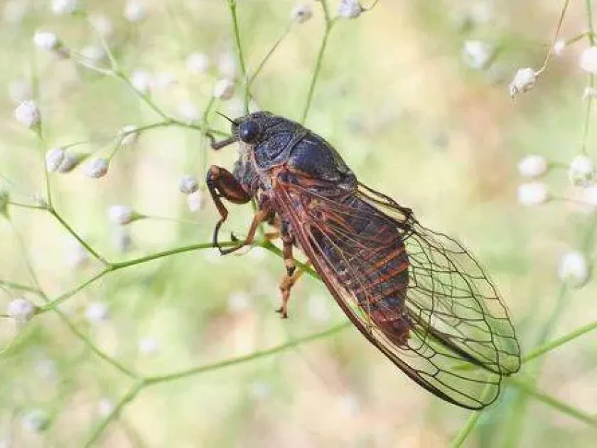 Steppe cicada