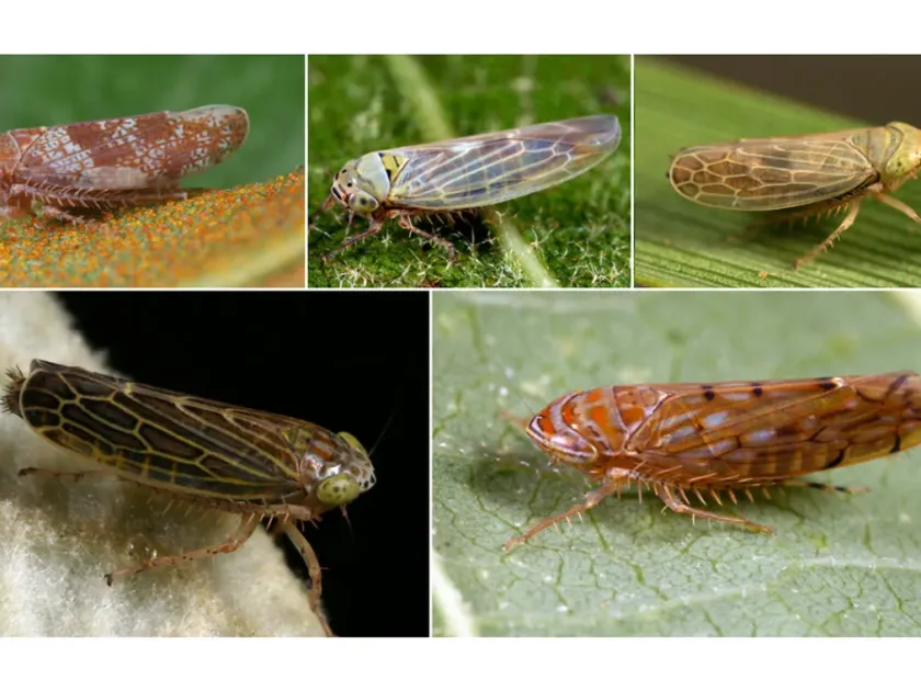 Amplicephalus