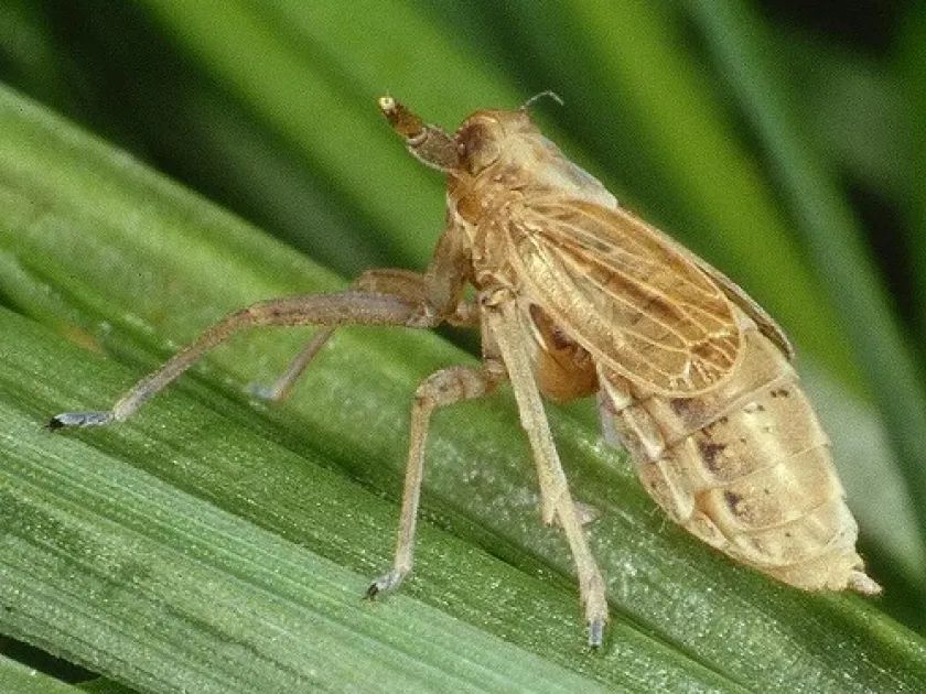 Дельфацида Delphax pulchellus