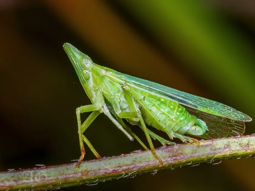 Dictyophara europaea