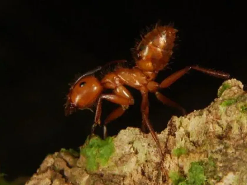 Crematogaster brevispinosa