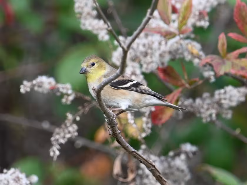 American goldfinch