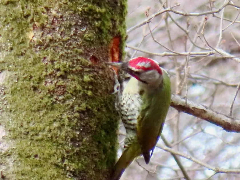 Japanese green woodpecker