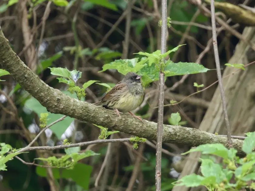 Black-faced bunting