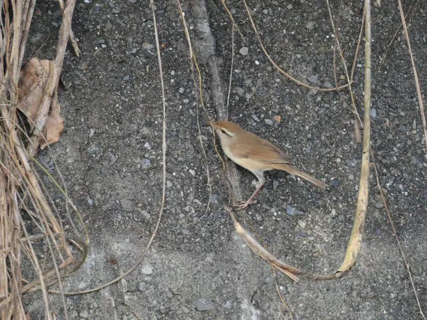 Japanese Bush Warbler