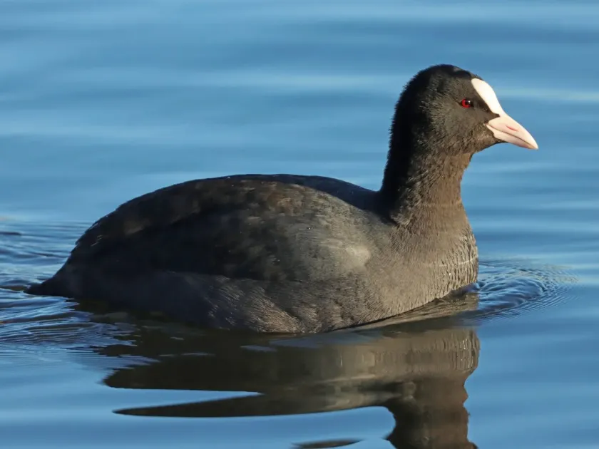 Common coot