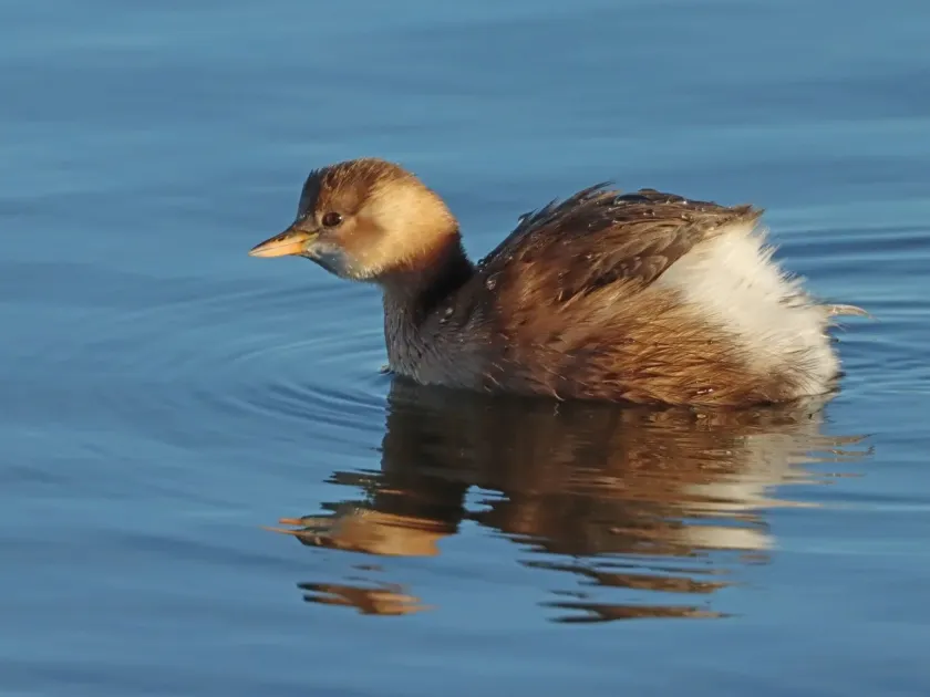 Little grebe