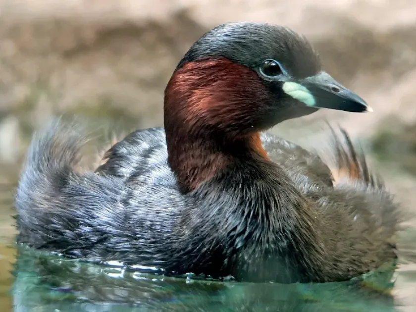 Little grebe