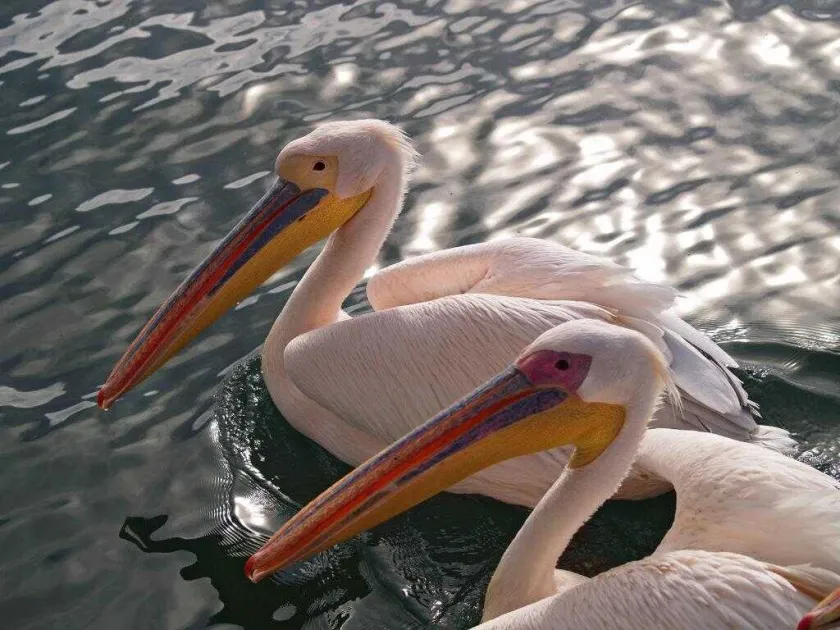Great white pelican