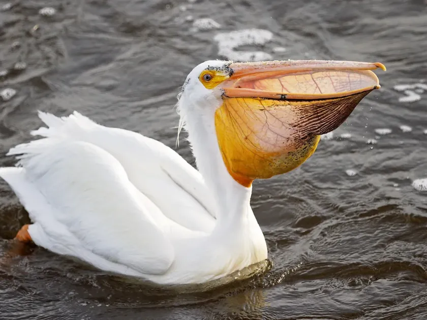 American white pelican