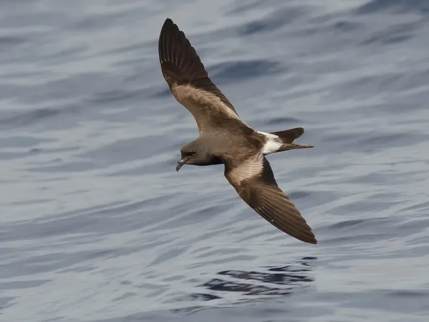Leach's storm petrel