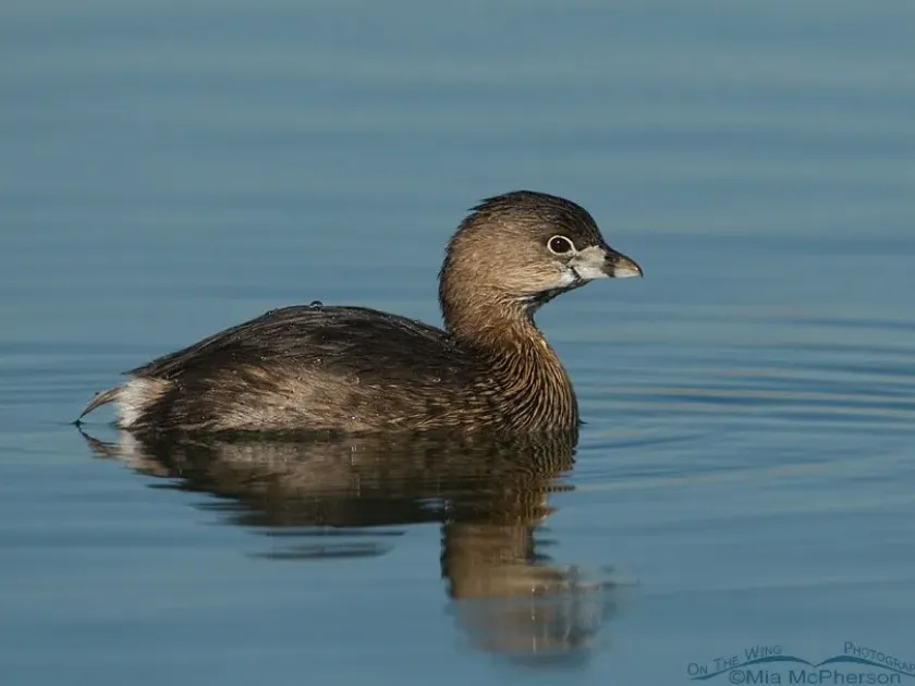 Pied-billed grebe