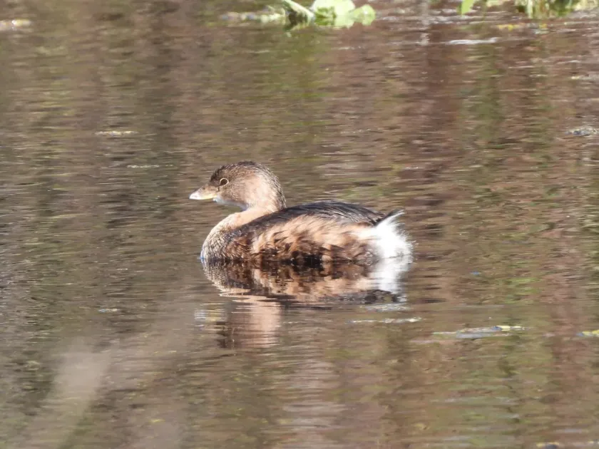 Pied-billed grebe
