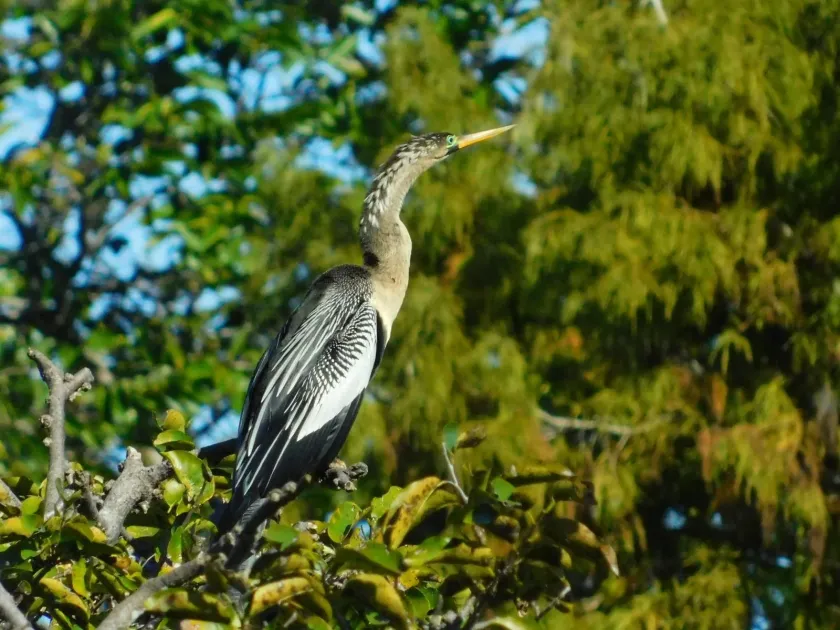 Anhinga