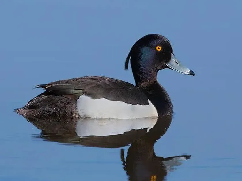 Tufted duck