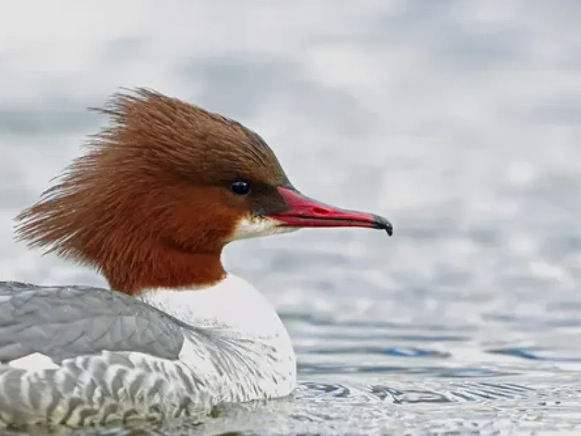 Merganser