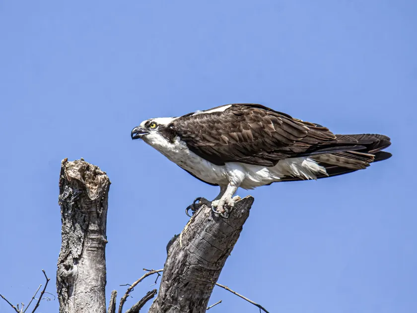 Osprey