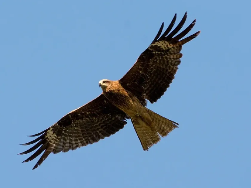 Kite