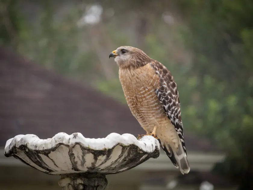 Hawk