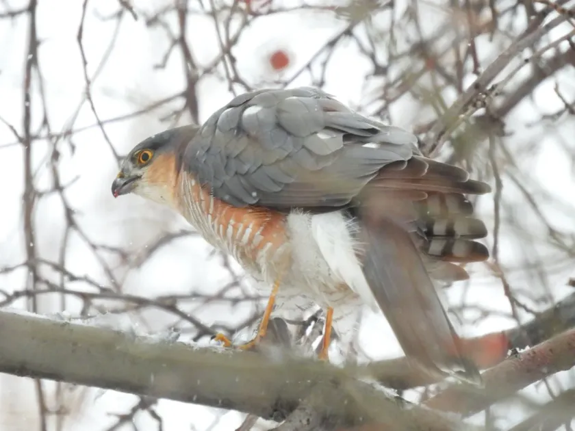 Eurasian Sparrowhawk