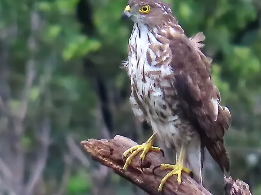 Japanese sparrowhawk
