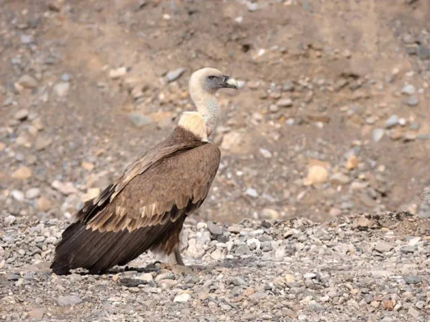 Griffon vulture
