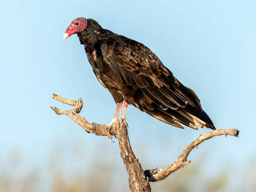 Turkey Vulture