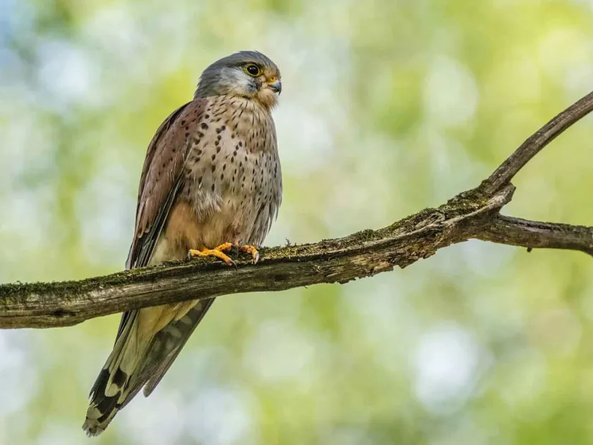 Common kestrel
