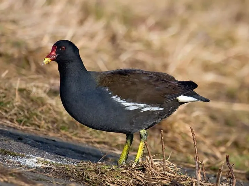 Common moorhen