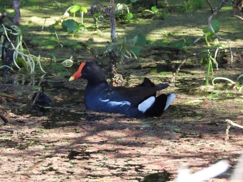 Common moorhen
