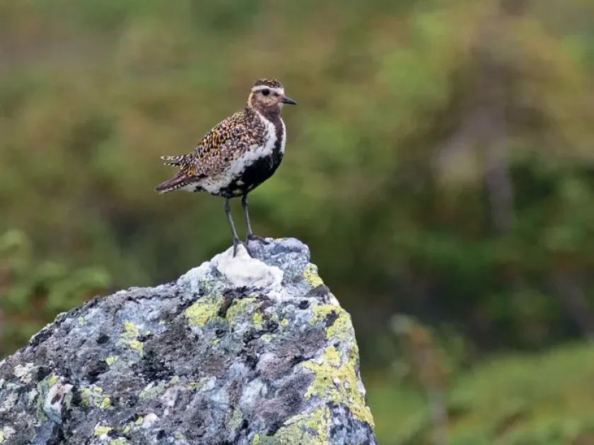 Plover