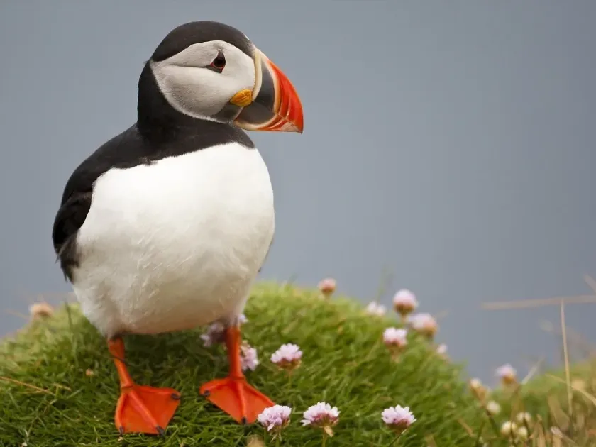 Atlantic puffin