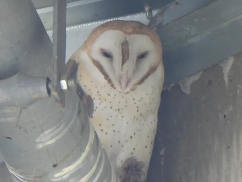 Barn owl