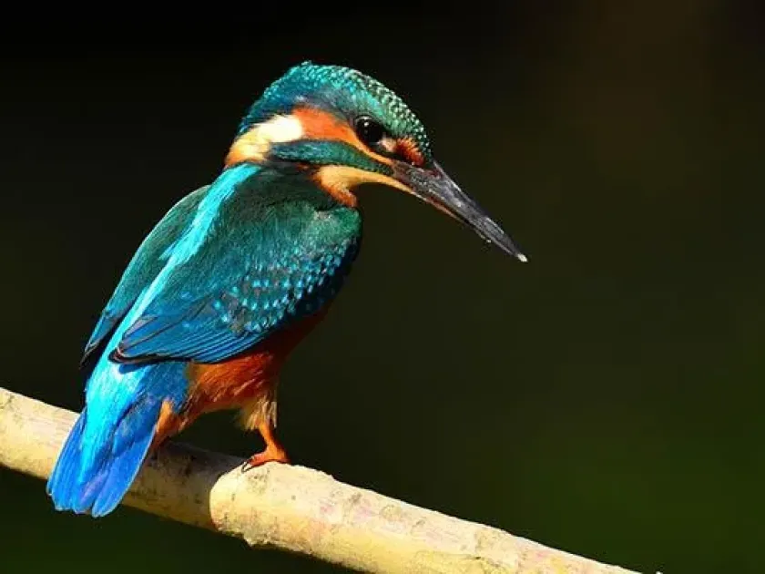 Common kingfisher
