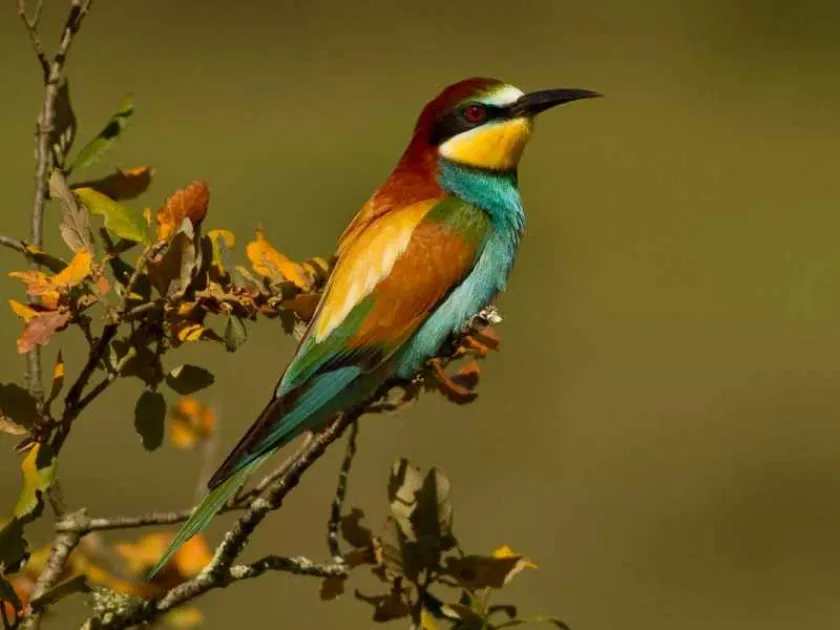 European bee-eater