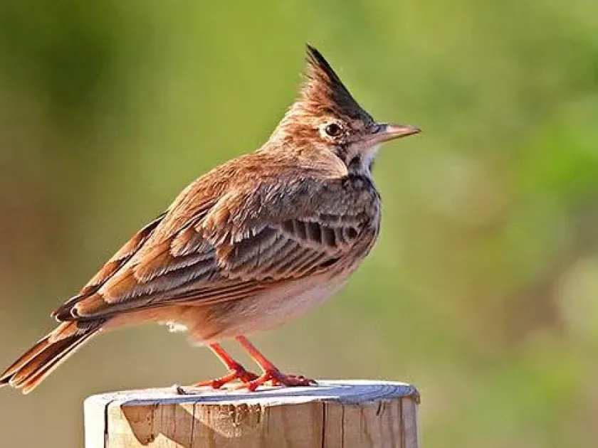 Crested lark