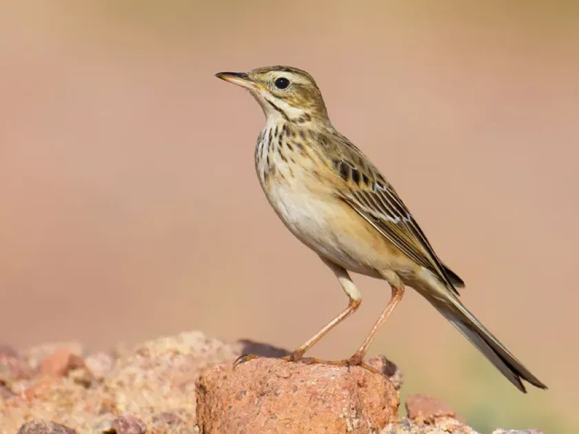 Pipit