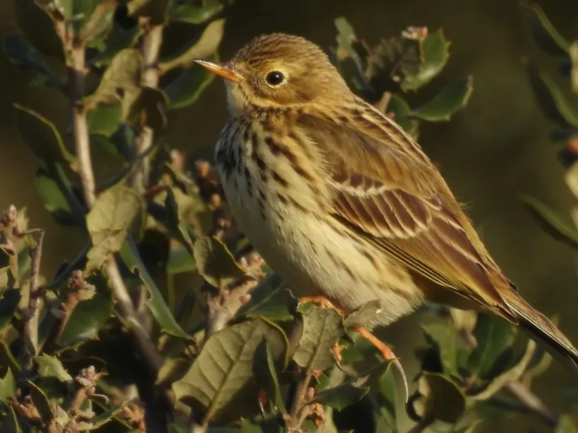 Meadow pipit