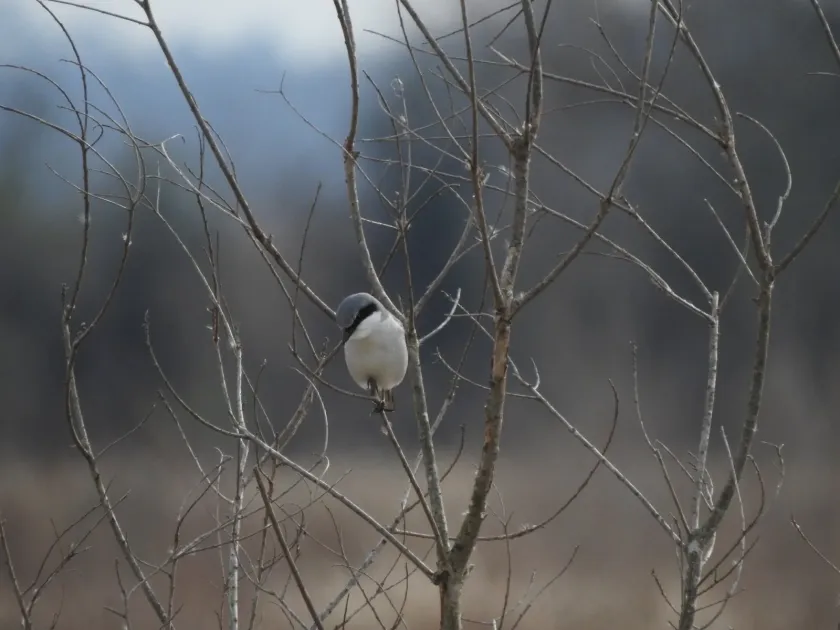 Shrike