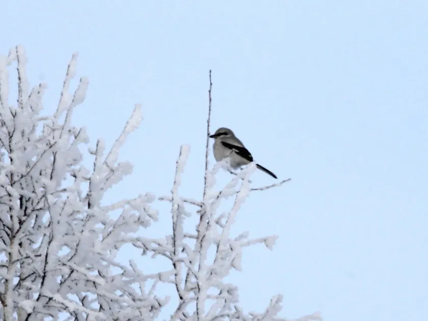 Great Grey Shrike